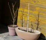Haselnussbäumchen die ich vor 2 Jahren gepflanzt habe. Ich versuche sie wie Bonsai zu halten und zu pflegen.&nbsp; 